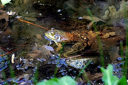 iNaturalist observation photo of American Bullfrog
