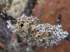 Imshaugia placorodia