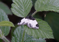 Mesoleuca albicillata