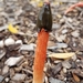 Wrinkly Stinkhorn - Photo (c) Chantel, some rights reserved (CC BY-NC), uploaded by Chantel