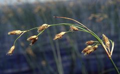 Schoenoplectus heterochaetus