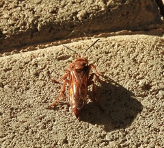 Sphecius convallis