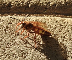 Sphecius convallis