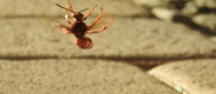Sphecius convallis