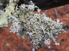 Imshaugia placorodia