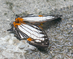 Cyrestis irmae