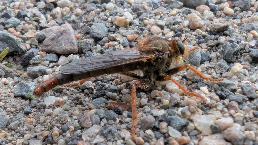 Orange-bearded Rusty Robber