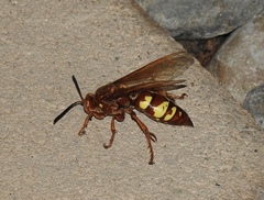 Sphecius convallis