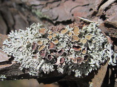 Imshaugia placorodia
