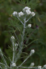 Pseudognaphalium leucocephalum