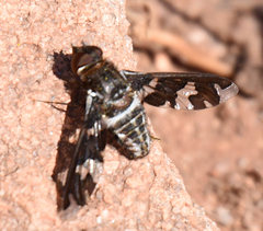 Exoprosopa dorcadion