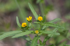 Melampodium strigosum