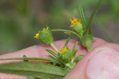 Melampodium strigosum
