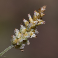 Froelichia arizonica