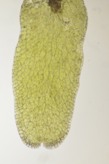Riccardia latifrons