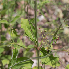 Froelichia arizonica