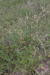 Froelichia arizonica