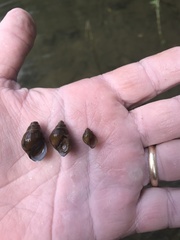 Campeloma decampi