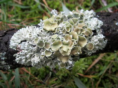 Imshaugia placorodia