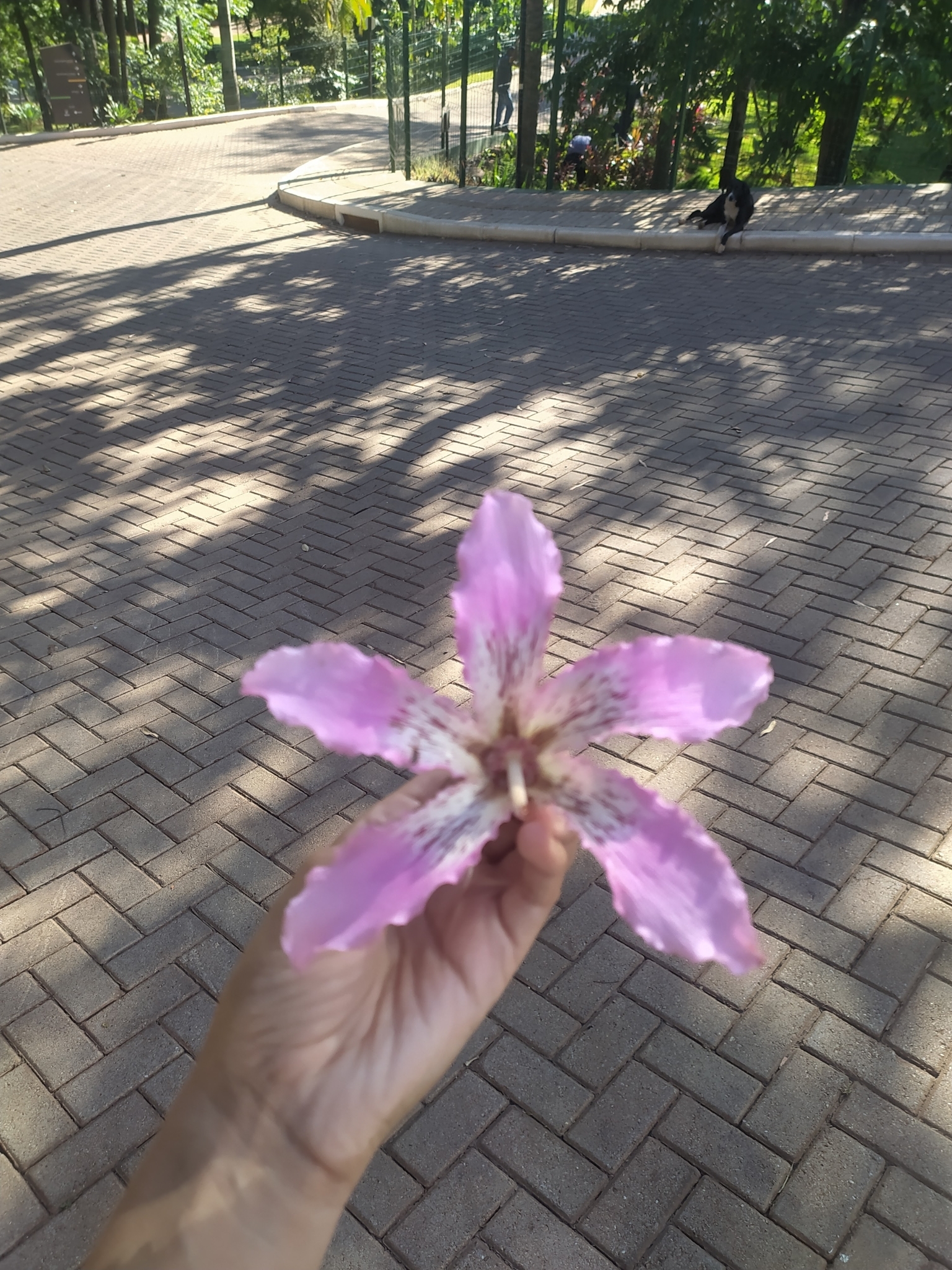 Ceiba speciosa