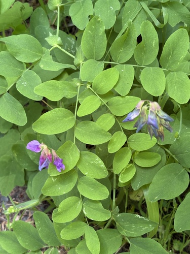 Leafy Pea (Lathyrus polyphyllus)