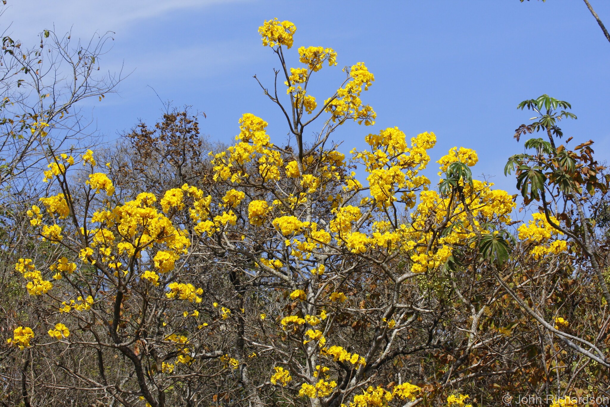 Tabebuia aurea