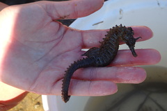 Hippocampus guttulatus