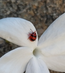 Solenosthedium bilunatum