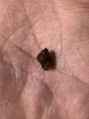 Campeloma decampi