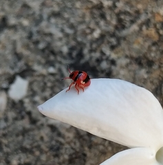 Solenosthedium bilunatum