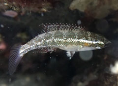 Symphodus ocellatus