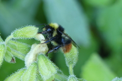 Bombus wurflenii