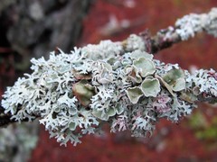 Imshaugia placorodia