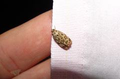 Phaecasiophora niveiguttana