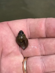 Campeloma decampi