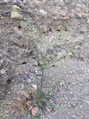 Eriogonum hoffmannii hoffmannii