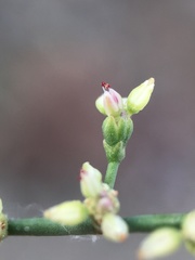 Eriogonum hoffmannii hoffmannii