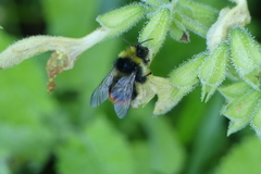 Bombus wurflenii