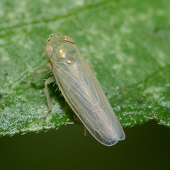 Graminella nigrifrons