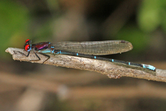 Argia cuprea