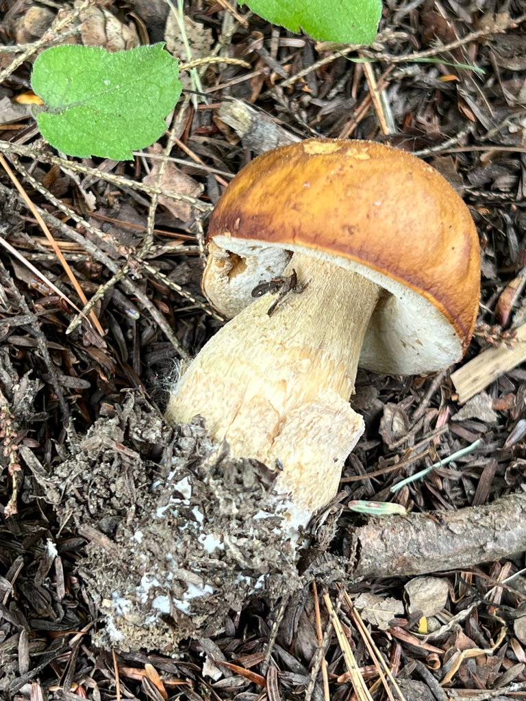 Chippewa Bolete