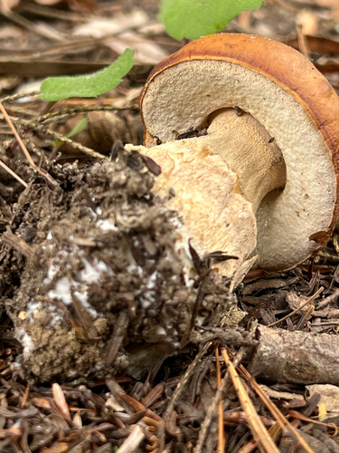 Chippewa Bolete