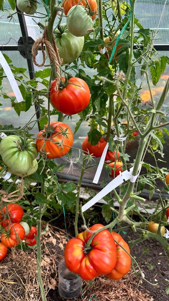 Solanum lycopersicum