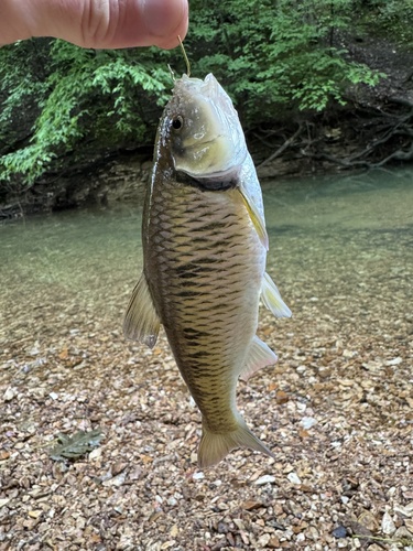 Luxilus chrysocephalus