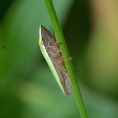 Draeculacephala balli