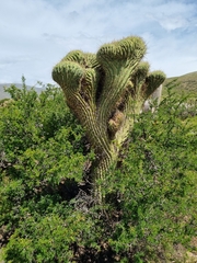 Leucostele werdermanniana, photograph Mateo Tapia, CC0, iNaturalist via GBIF