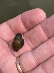 Campeloma decampi
