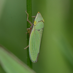 Draeculacephala balli