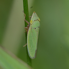 Draeculacephala balli