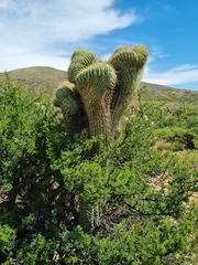 Leucostele werdermanniana, photograph Mateo Tapia, CC0, iNaturalist via GBIF